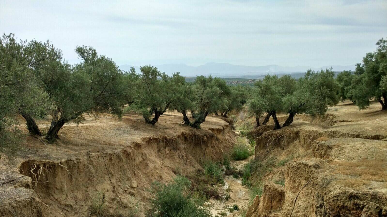 cárcavas-olivar-arroyo|Control-de-carcavas